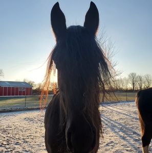 Meet your Posher, Holly